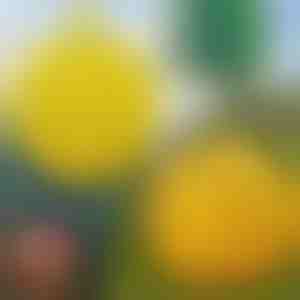 6-Пакет лепливи стапици за муви | BUGIORB