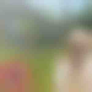 Огрлица против бубашваби и крлежи за домашни миленици PETPROTECT